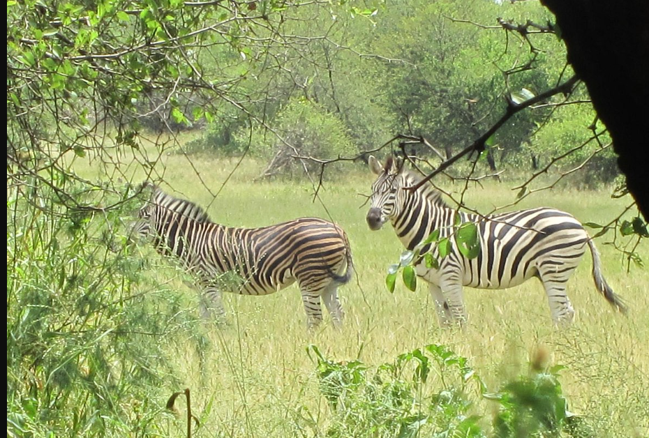 Gaborone Game Reserve, Gaborone, Botswana